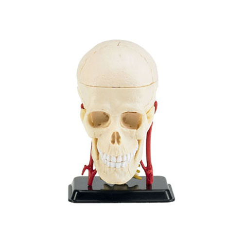 BV2102 1/3 Cranial Nerve Skull Anatomy Mode