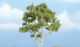 JWTR1601 Birch - 3 7/8&quot; 나무