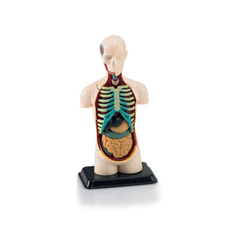 BV2100 1/9 Human Body Anatomy Model